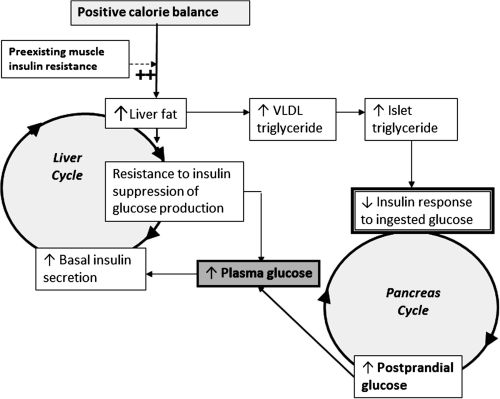 diabetic diet, etiology of type 2 diabetes, Roy Taylor, type 2 diabetes reversal